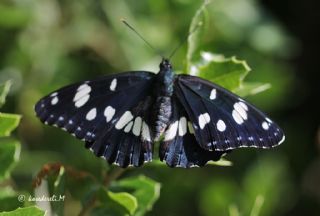 Akdeniz Hanmeli Kelebei (Limenitis reducta)