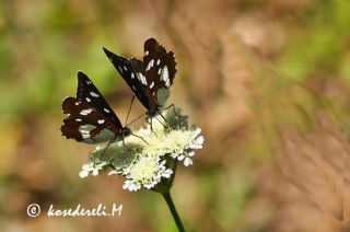 Akdeniz Hanmeli Kelebei (Limenitis reducta)