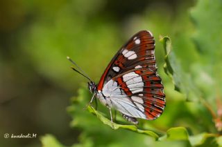 Akdeniz Hanmeli Kelebei (Limenitis reducta)