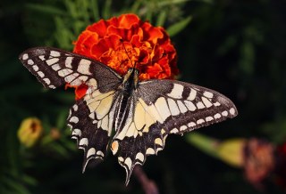 Krlangkuyruk (Papilio machaon)