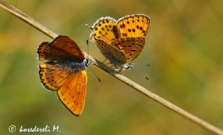 Kk Ate Gzeli (Lycaena thersamon)