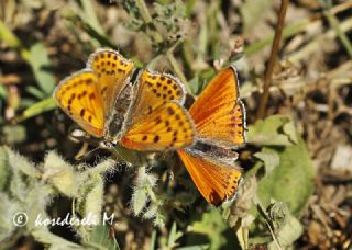 Kk Ate Gzeli (Lycaena thersamon)