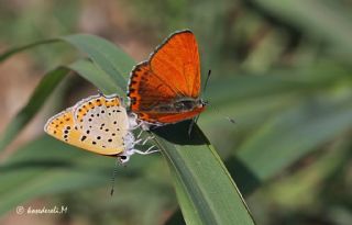 Kk Ate Gzeli (Lycaena thersamon)