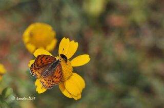 Kk Ate Gzeli (Lycaena thersamon)