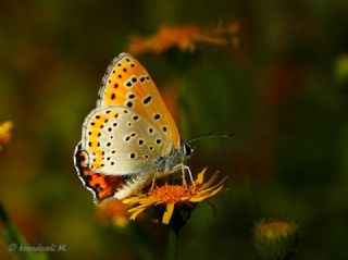 Kk Ate Gzeli (Lycaena thersamon)