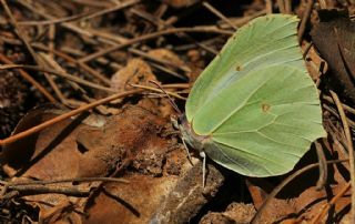 Orakkanat (Gonepteryx rhamni)