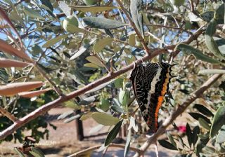 ift Kuyruklu Paa (Charaxes jasius )