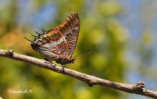 ift Kuyruklu Paa (Charaxes jasius )