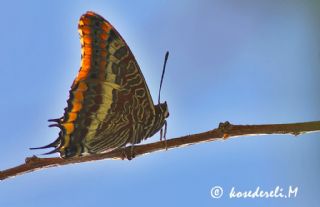 ift Kuyruklu Paa (Charaxes jasius )