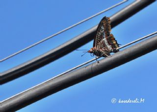 ift Kuyruklu Paa (Charaxes jasius )