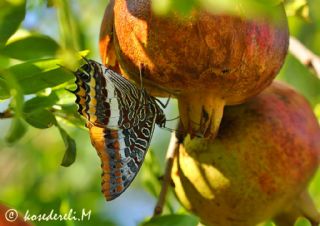 ift Kuyruklu Paa (Charaxes jasius )