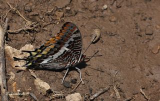 ift Kuyruklu Paa (Charaxes jasius )