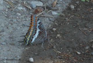 ift Kuyruklu Paa (Charaxes jasius )