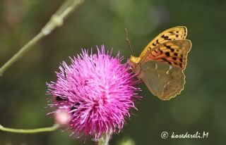 Bahadr (Argynnis pandora)