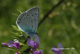 okgzl Amanda (Polyommatus amandus)