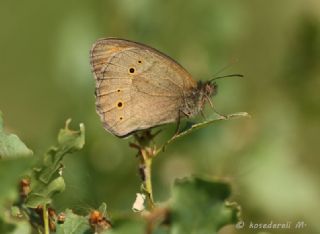 Byk Esmer (Maniola megala)