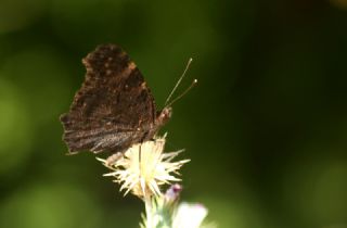 Tavus Kelebei (Inachis io)