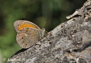 Aa Esmeri (Kirinia roxelana)