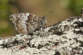 Byk Karamelek (Hipparchia syriaca)