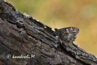 Byk Karamelek (Hipparchia syriaca)