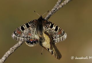 Yalanc Apollo (Archon apollinus)