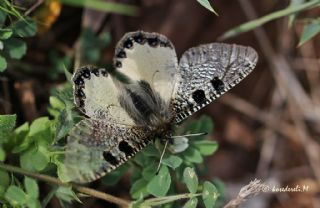 Yalanc Apollo (Archon apollinus)