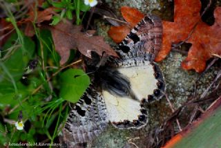 Yalanc Apollo (Archon apollinus)