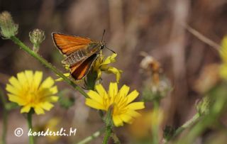 Siyah Antenli Zpzp (Thymelicus lineolus)