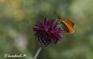 Sar Antenli Zpzp (Thymelicus sylvestris)