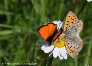 Osmanl Atei (Lycaena ottomanus)