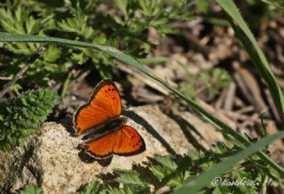 Osmanl Atei (Lycaena ottomanus)