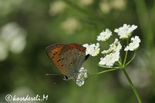 Osmanl Atei (Lycaena ottomanus)