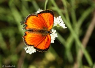 Osmanl Atei (Lycaena ottomanus)