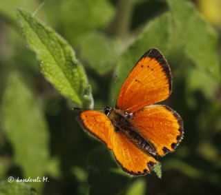 Osmanl Atei (Lycaena ottomanus)