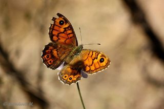 Kk Esmerboncuk (Lasiommata megera)
