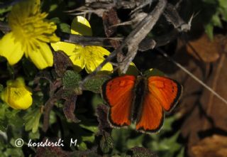 Osmanl Atei (Lycaena ottomanus)