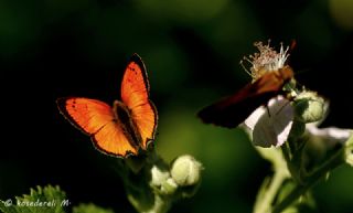 Osmanl Atei (Lycaena ottomanus)