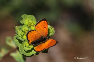 Osmanl Atei (Lycaena ottomanus)