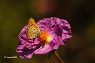 Osmanl Atei (Lycaena ottomanus)