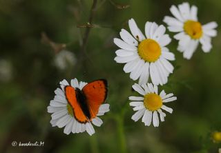 Osmanl Atei (Lycaena ottomanus)