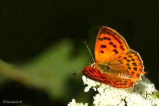Osmanl Atei (Lycaena ottomanus)
