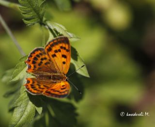 Osmanl Atei (Lycaena ottomanus)