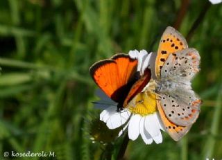 Osmanl Atei (Lycaena ottomanus)