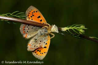 Osmanl Atei (Lycaena ottomanus)