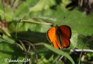 Osmanl Atei (Lycaena ottomanus)