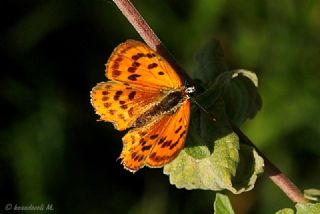 Osmanl Atei (Lycaena ottomanus)