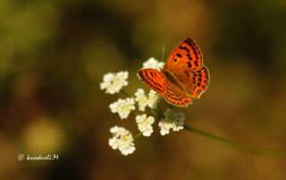 Osmanl Atei (Lycaena ottomanus)