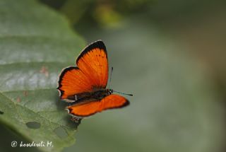 Osmanl Atei (Lycaena ottomanus)