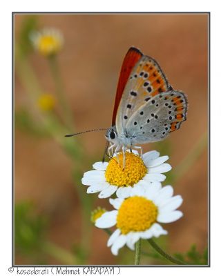 K���k Ate� G�zeli&nbsp;(Lycaena&nbsp;thersamon)