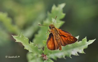 Orman Zpzp (Ochlodes sylvanus)